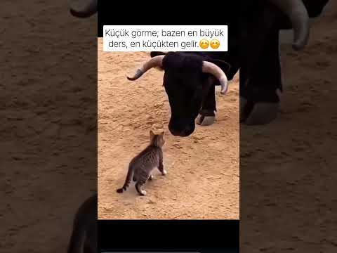Koca boğayı dize getirdi...#cat #love #love #sessizyazar #keşfet #kedi #boğa #öneçıkar #shorts #gece