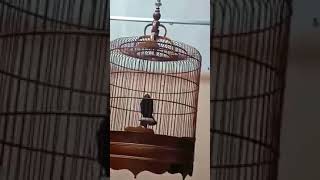 Download lagu Burung black lark gacor buka ekor mp3 Download lagu Burung black lark gacor buka ekor mp3