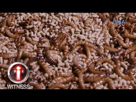 Ano ang mga natatanging katangian ng mga superworm? I-Witness