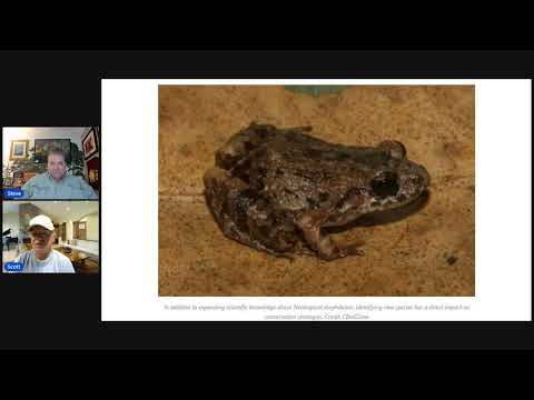 Researchers discover a mysterious new frog species in the ...