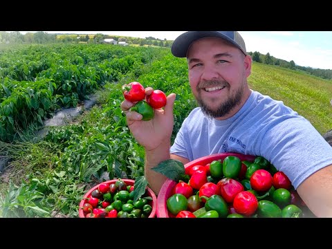 We SAVED one of our favorite Harvests