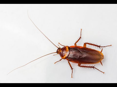 What Can Make a Clean House Attract Cockroaches?