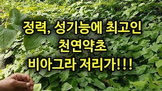 정력, 성기능에 최고인 천연약초 소개해드립니다