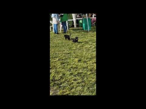 Perros Schnauzer Miniatura en venta
