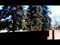 Летучая мышка 