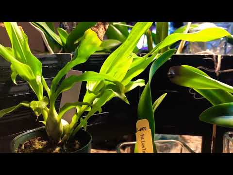 Cattleya seedlings Update