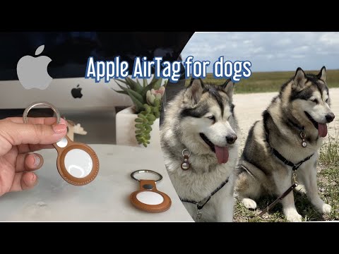 Apple Air Tag for dogs review | Malamutes test the air tags trackers