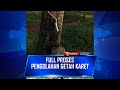 Full Proses Pengolahan Getah Karet Dari Pohon Hingga Proses Penggilingan