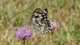 Il vecchio e la farfalla