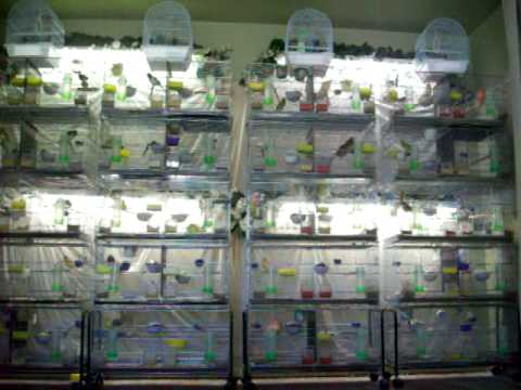 Najah's Canaries 2010 Breeding Season