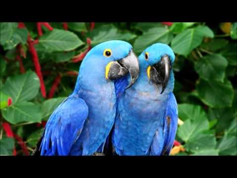 download lagu mp3 mp4 Bosque Tropical, download lagu Bosque Tropical gratis, unduh video klip Download Bosque Tropical Mp3 dan Mp4 Popular Gratis