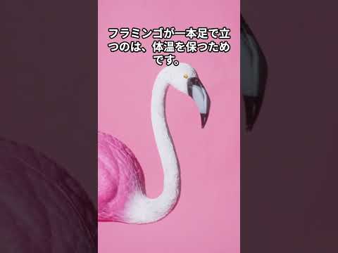 フラミンゴはなぜピンク色なのか