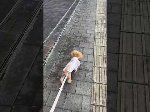 経営学科 お散歩トイプードル　 #toypoodle #トイプードル #puppy #子犬