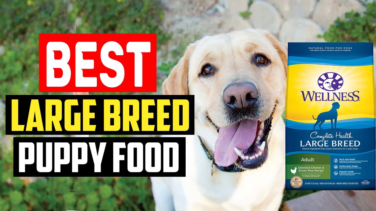 ✅Top 5 Best Large Breed Puppy Food in 2022