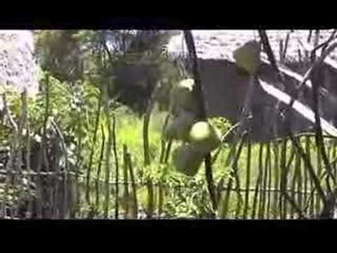 200 Kenya Funzi palm wine from Hyphaene palm tree