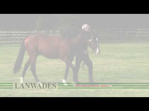Sir Percy at Lanwades Stud