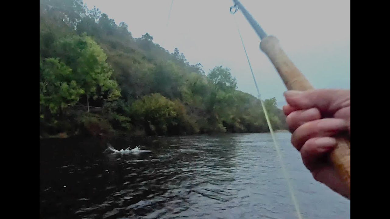 Salmon fishing on the river Tweed at Cardrona 6th October 2023