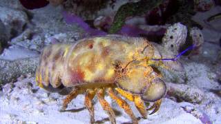 Secret Ocean 2014 Cousteau II PSV