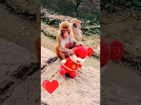 monkey with teddy #youtubeshorts #monkey #omegle #sadmonkey #langoor #funny #bad monkey #shorts