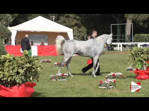N.102 ARDASHIR RG - Arezzo 2015 - Stallion 7-9 years old (Class 11)