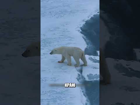Эта дружба нарушила ЗАКОНЫ АРКТИКИ🐻‍❄️❄️😱