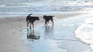 preview picture of video 'Mona und Rocky am Strand von SAMSØ'