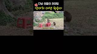 다낭 선짜산 양아치 야생 원숭이 #travel #여행 #베트남 #다낭 #오토바이여행
