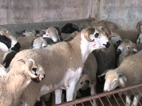 comment negocier prix moto occasion