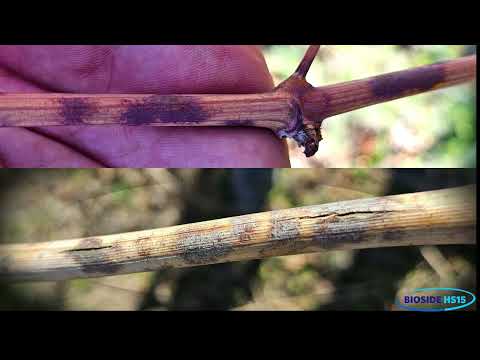 BioSide Control Oidio