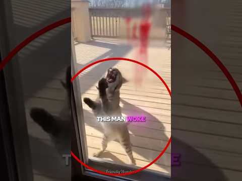 This Bobcat Was Desperatly Scratching At His Door 🐯💔#shorts