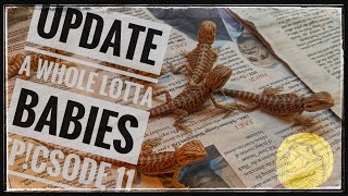 Lizard Of Oz Llc Youtube Channel Videos Watch HD Mp4 Videos ...