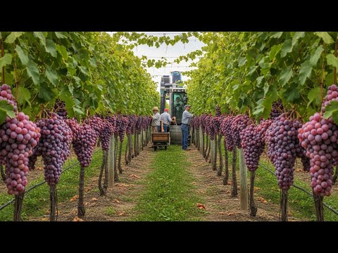 Grape Harvesting & Wine Production | Modern Agriculture Technology