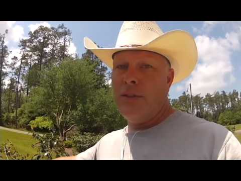 download lagu mp3 mp4 Leggy Camellias, download lagu Leggy Camellias gratis, unduh video klip Leggy Camellias