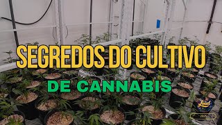 CULTIVO DE CANNABIS– O Que Ninguém Te Monstra!