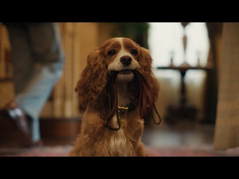 La Belle et le Clochard | Bande-annonce Officielle | Disney+ BE