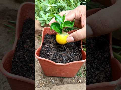 How to grow lemon tree from lemon fruit  #shorts  #youtubeshorts  #lemontree #lemonfruit
