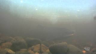 preview picture of video 'Spawing Salmon River Bush (PART 1) 10,12,2012.'