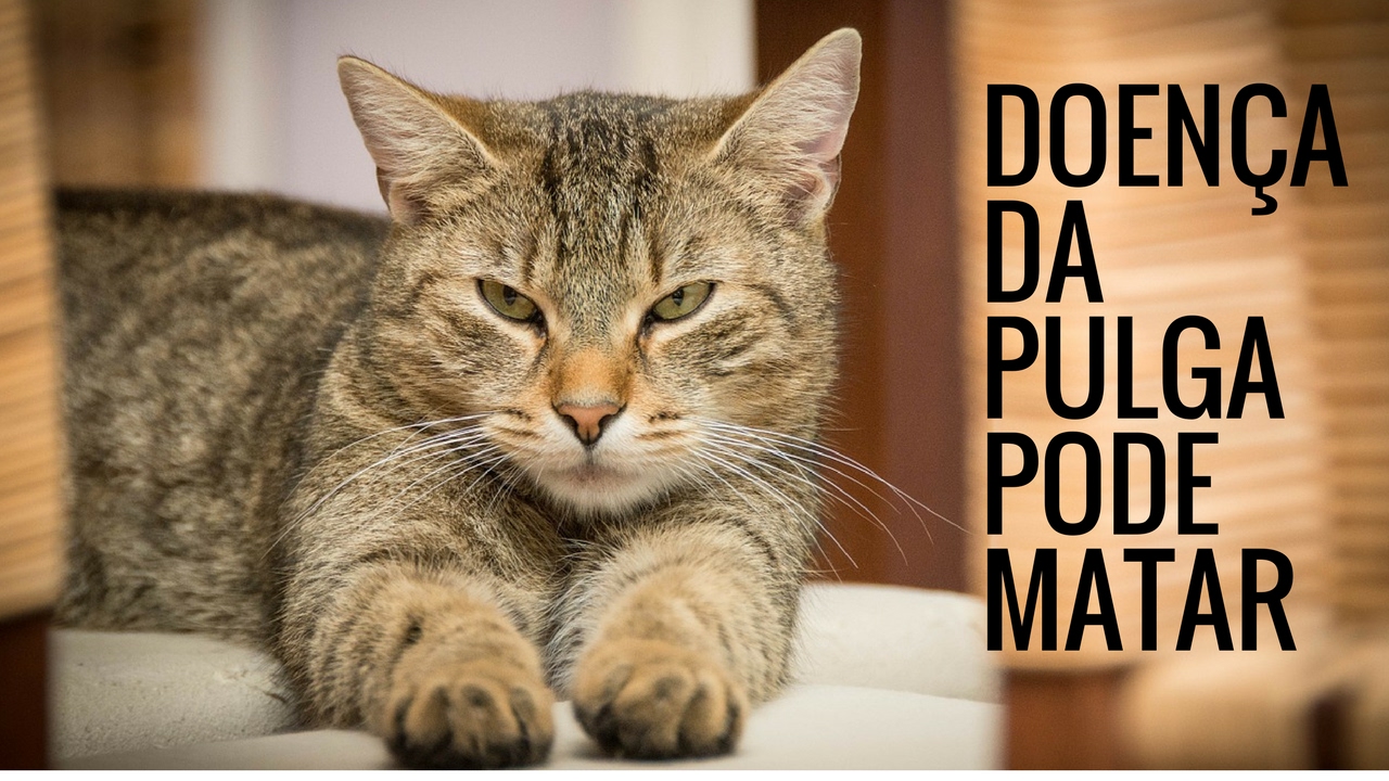 Mundo Pet - Doença da Pulga nos gatos