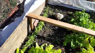 Simple Midwest winter vegetable garden in december Zone 6 Kansas, low cost