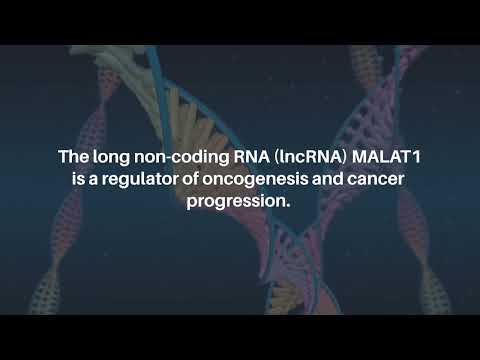 Deconstructing the Role of MALAT1 in MAPK-Signaling in Melanoma | Oncotarget