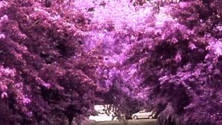 Castanets, "Tell Them Memphis" (Official Video)