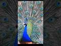 different peafowl mor birds peacock sounds #birds #peacocksound