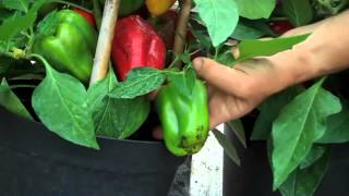 preview picture of video ''Pompeii' - grow your own sweet pepper'