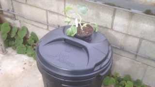 preview picture of video 'Chilli Farm - Hydroponics - Water Melon - May 2014'
