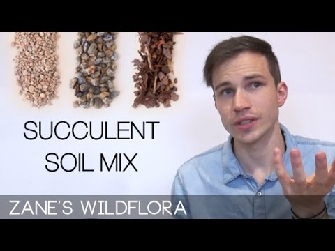 download lagu mp3 mp4 Best Soil For Succulents, download lagu Best Soil For Succulents gratis, unduh video klip Best Soil For Succulents