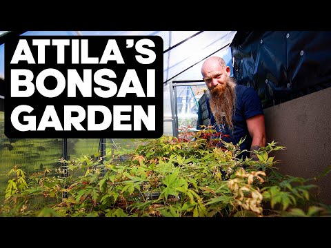 , title : 'A Tour of Attila's Bonsai Garden'