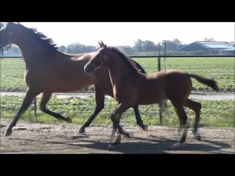 Jukebox hengstveulen van Uphill x Vivaldi