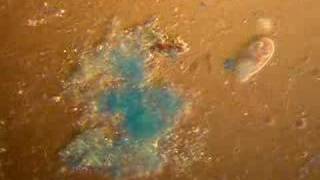 Paramecium and bacteria