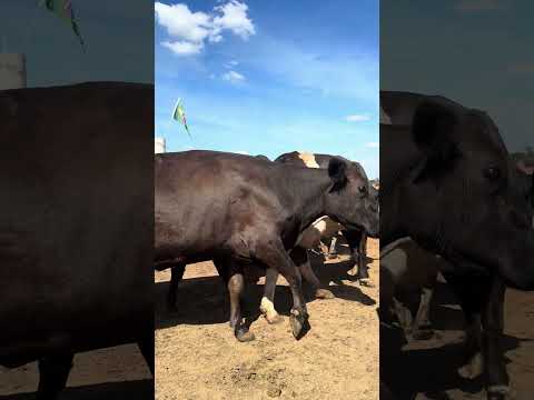 Venda de vaca leiteira em piracanjuba Goiás