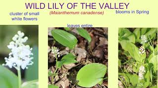 WILD LILY OF THE VALLEY